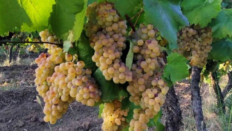 Žega i vruć vetar obrali vinograde: u vršačkom vinogorju požurili sa berbom ranih sorti