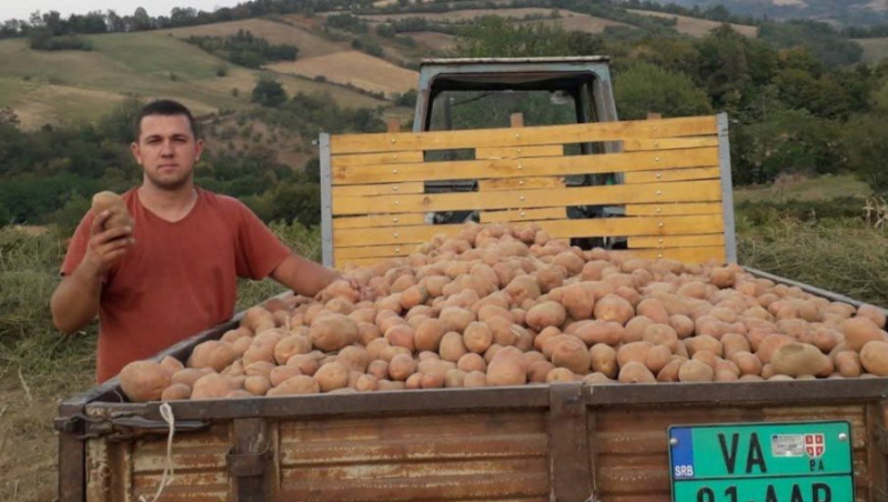 Krompiru će skočiti cena: podbačaj prinosa širom evrope i drastično smanjenje zasađenih površina u srbiji ukazuju da će doći do poskupljenja